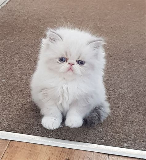 Available 20 December Will be vaccinated, dewormed and vet checked All kittens FIV, FeLV negative Litter trained Watsapp 0795307362. . Persian cats for sale near me